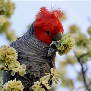 Callocephalon fimbriatum (Gang-gang Cockatoo) at Hughes, ACT - 2 Oct 2025 by LisaH