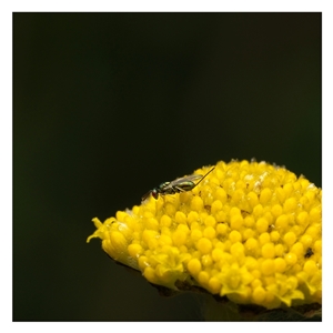 Unverified Wasp (Hymenoptera, Apocrita) at Yarralumla, ACT - 25 Sep 2025 by SimoneS