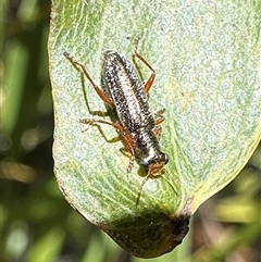 Lemidia subaenea (Clerid beetle) at Pialligo, ACT - 23 Sep 2025 by Pirom