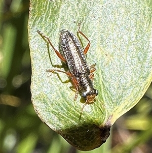 Lemidia subaenea (Clerid beetle) at Pialligo, ACT - 23 Sep 2025 by Pirom