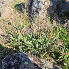 Plantago varia (Native Plaintain) at Hawker, ACT - 30 Sep 2025 by sangio7