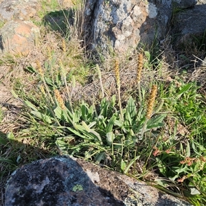 Plantago varia (Native Plaintain) at Hawker, ACT - 30 Sep 2025 by sangio7