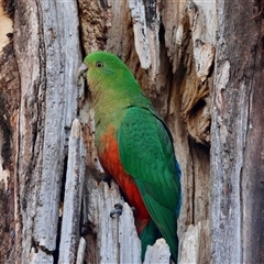 Alisterus scapularis (Australian King-Parrot) at Hughes, ACT - 2 Oct 2025 by LisaH