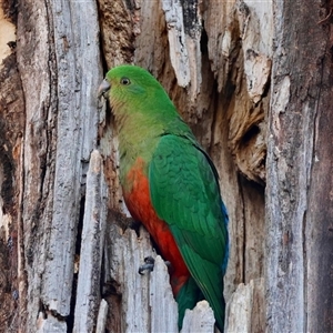 Alisterus scapularis (Australian King-Parrot) at Hughes, ACT - 2 Oct 2025 by LisaH