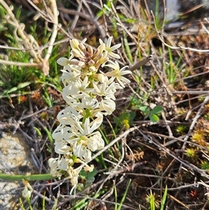 Stackhousia monogyna (Creamy Candles) at Hawker, ACT - 30 Sep 2025 by sangio7