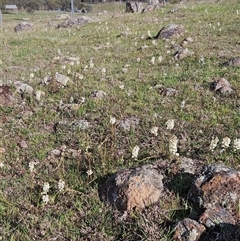 Stackhousia monogyna at Hawker, ACT - 30 Sep 2025 08:12 AM