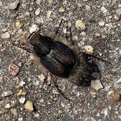 Liparetrus sp. (genus) (Chafer beetle) at Reid, ACT - 7 Sep 2025 by Pirom
