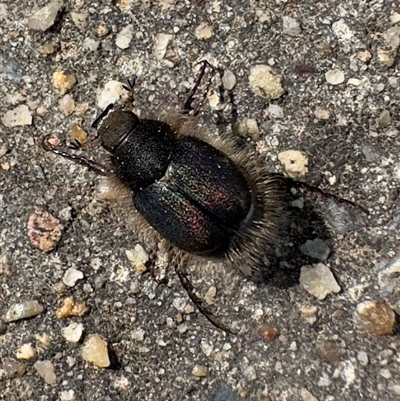 Liparetrus sp. (genus) (Chafer beetle) at Reid, ACT - 7 Sep 2025 by Pirom