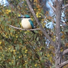Todiramphus sanctus (Sacred Kingfisher) at Gundaroo, NSW - 17 Sep 2025 by MaartjeSevenster