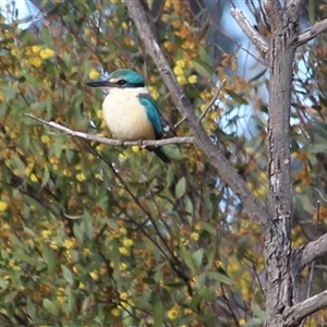 Todiramphus sanctus (Sacred Kingfisher) at Gundaroo, NSW - 17 Sep 2025 by MaartjeSevenster