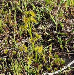 Drosera (genus) at Hawker, ACT - 30 Sep 2025 by sangio7