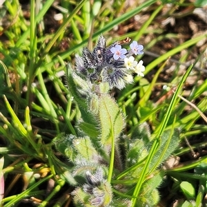 Myosotis discolor (Forget-me-not) at Hawker, ACT - 30 Sep 2025 by sangio7