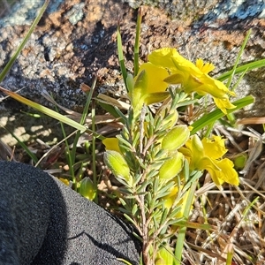 Hibbertia calycina at Hawker, ACT - 30 Sep 2025 by sangio7