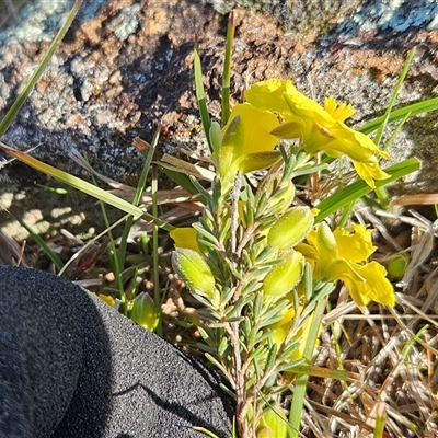 Hibbertia calycina at Hawker, ACT - 30 Sep 2025 by sangio7