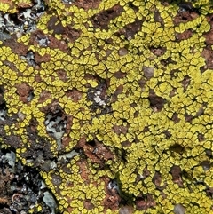 Acarospora citrina at Whitlam, ACT - 30 Sep 2025 by sangio7