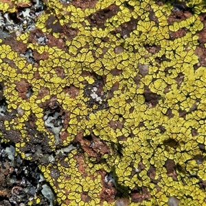 Acarospora citrina at Whitlam, ACT - 30 Sep 2025 by sangio7
