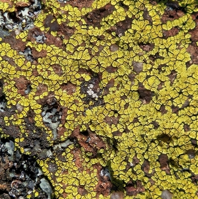 Acarospora citrina at Whitlam, ACT - 30 Sep 2025 by sangio7
