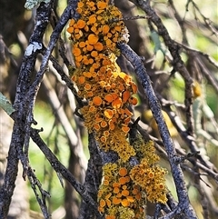 Teloschistes sp. (genus) at Whitlam, ACT - 30 Sep 2025 by sangio7