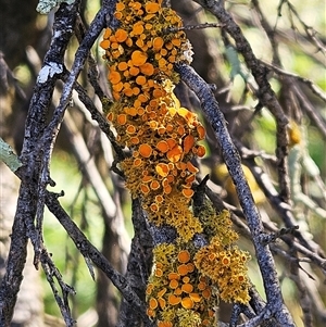 Teloschistes sp. (genus) at Whitlam, ACT - 30 Sep 2025 by sangio7