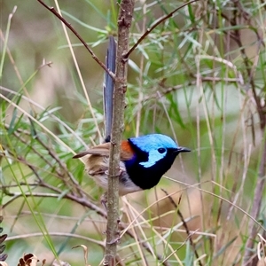 Malurus lamberti (Variegated Fairywren) by LisaH