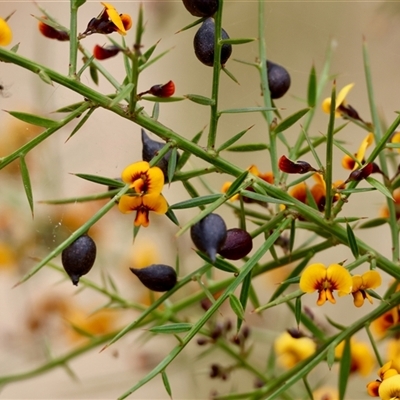Daviesia ulicifolia (Gorse Bitter-pea) at Moruya, NSW - 30 Sep 2025 by LisaH