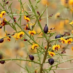Daviesia ulicifolia at Moruya, NSW - suppressed