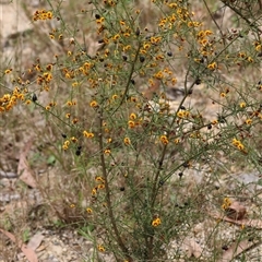 Daviesia ulicifolia at Moruya, NSW - suppressed
