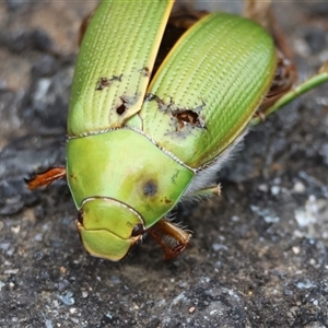 Xylonichus sp. (genus) (Green cockchafer beetle) by LisaH