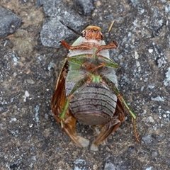 Xylonichus sp. (genus) at Moruya, NSW - suppressed
