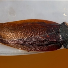 Laxta granicollis (Common bark or trilobite cockroach) at Moruya, NSW - 30 Sep 2025 by LisaH