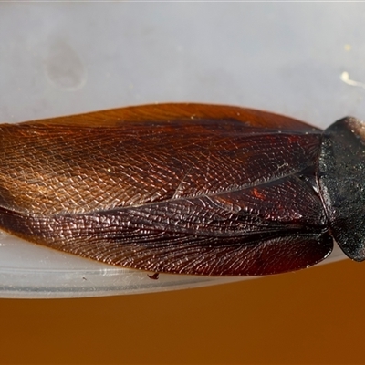 Laxta granicollis (Common bark or trilobite cockroach) at Moruya, NSW - 30 Sep 2025 by LisaH