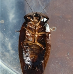 Laxta granicollis at Moruya, NSW - suppressed