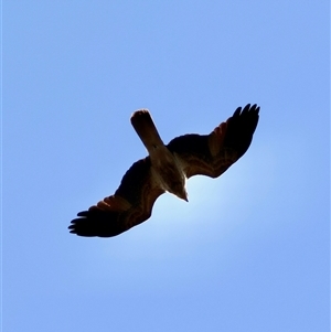 Haliastur sphenurus (Whistling Kite) at Moruya, NSW - 30 Sep 2025 by LisaH
