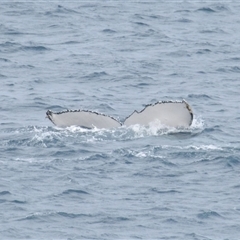 Megaptera novaeangliae (Humpback Whale) at Kiama, NSW - 2 Oct 2025 by Harrisi
