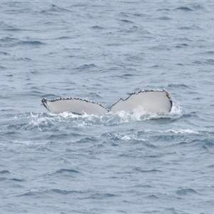 Megaptera novaeangliae (Humpback Whale) at Kiama, NSW - 2 Oct 2025 by Harrisi