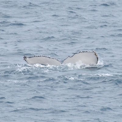 Megaptera novaeangliae (Humpback Whale) at Kiama, NSW - 2 Oct 2025 by Harrisi