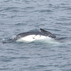 Megaptera novaeangliae at Kiama, NSW - 2 Oct 2025 07:41 AM