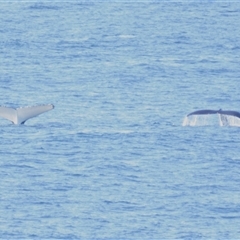 Megaptera novaeangliae at Kiama, NSW - 2 Oct 2025 07:41 AM