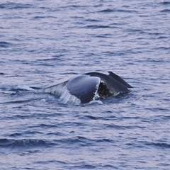 Megaptera novaeangliae at Kiama, NSW - 2 Oct 2025 07:41 AM