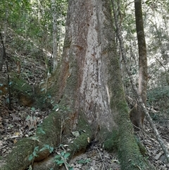 Citronella moorei (churnwood) at Pappinbarra, NSW - 2 Oct 2025 by jonvanbeest