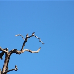 Cracticus nigrogularis (Pied Butcherbird) at Pappinbarra, NSW - 2 Oct 2025 by AngFrost