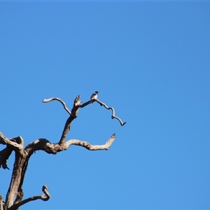 Cracticus nigrogularis (Pied Butcherbird) at Pappinbarra, NSW - 2 Oct 2025 by AngFrost
