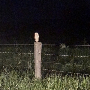 Tyto javanica (Eastern Barn Owl) at Brownlow Hill, NSW - 29 Sep 2025 by MaxDownes