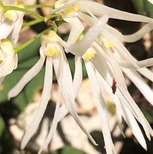 Unverified Orchid at Kungala, NSW - Yesterday by donnanchris