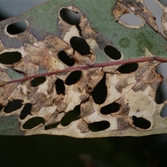 unidentified leaf miner at Freshwater Creek, VIC - 29 Sep 2025 by WendyEM