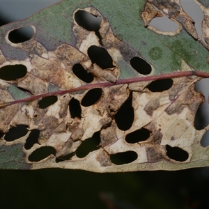 unidentified leaf miner at Freshwater Creek, VIC - 29 Sep 2025 by WendyEM