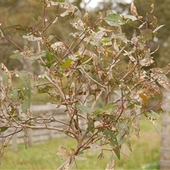 unidentified leaf miner at Freshwater Creek, VIC - 29 Sep 2025 04:17 PM