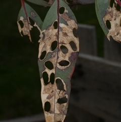 unidentified leaf miner at Freshwater Creek, VIC - 29 Sep 2025 04:17 PM