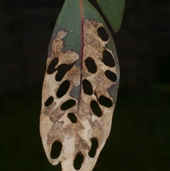 unidentified leaf miner at Freshwater Creek, VIC - 29 Sep 2025 04:17 PM