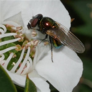 Lamprolonchaea brouniana (Metallic green tomato fly) at Freshwater Creek, VIC - 29 Sep 2025 by WendyEM